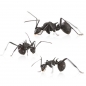 Preview: Polyrhachis armata
